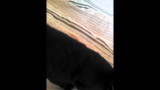 GSD pups are feeling playful this afternoon! Litter #4