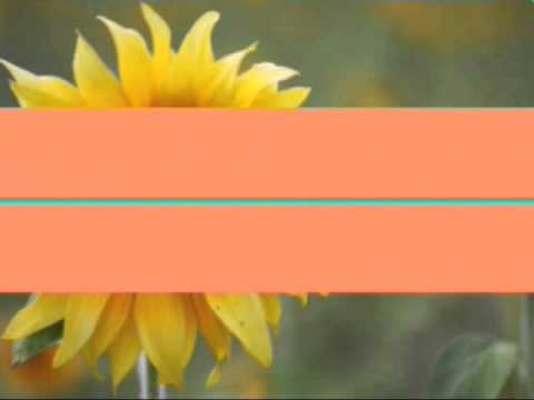 Top 10,Cele mai frumoase flori !! :-)