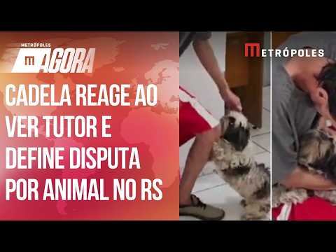 Emocionante! Cadela desaparecida reconhece tutor em delegacia após briga por guarda