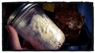 Oyster Mushroom Spawn is Growing on Wild Bird Seed, but my straw substrate is drying out