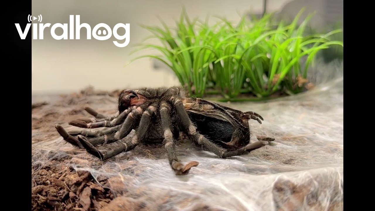 Brazilian Black Tarantula Molting || ViralHog