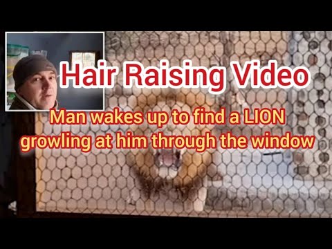 [Hair Raising Video] Man wakes up to find a LION growling at him through the window