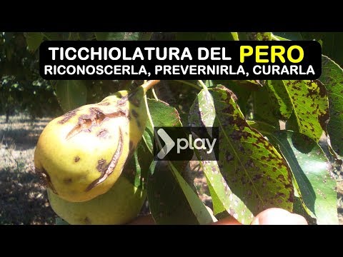 , title : 'TICCHIOLATURA DEL PERO'