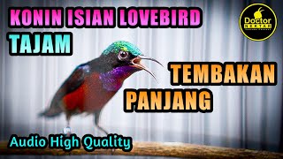 Download lagu KOLIBRI NINJA GACOR FULL ISIAN LOVEBIRD TEMBAKAN PANJANG COCOK UNTUK MERANGSANG KONIN BAHAN PASTOL mp3