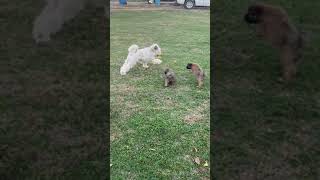 Soft-Coated Wheaten Terrier Puppies Videos