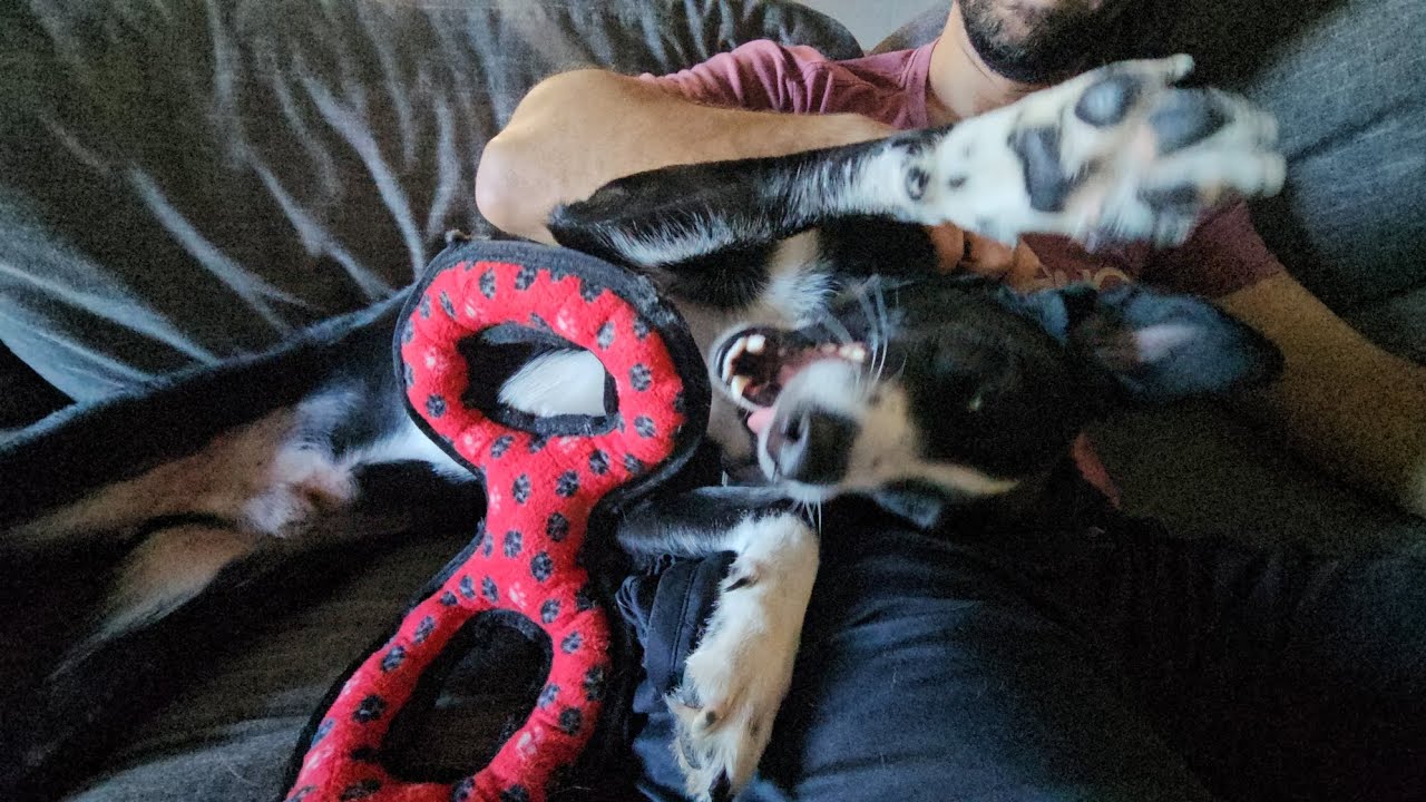 Enlarge Benny with the Happy Paws, a Adoptable mixed breed in Brattleboro, VT video 6/6