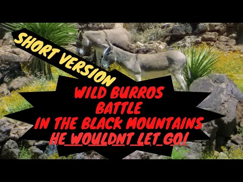 Brace Yourself! Oatman Wild Donkey Battle: Black Mountain Burros Fight For Dominance - Short Version