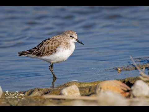 Little stint | Bird Watching and Photography in Nepal