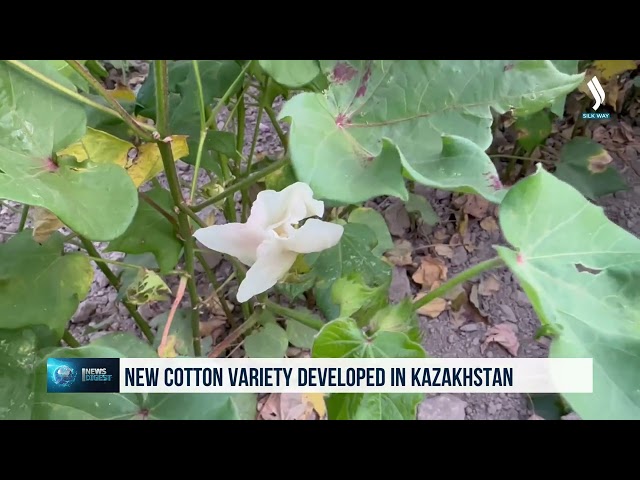 New cotton variety developed in Kazakhstan