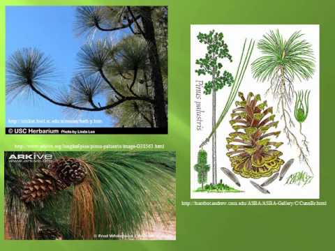 Pinus palustris - YouTube