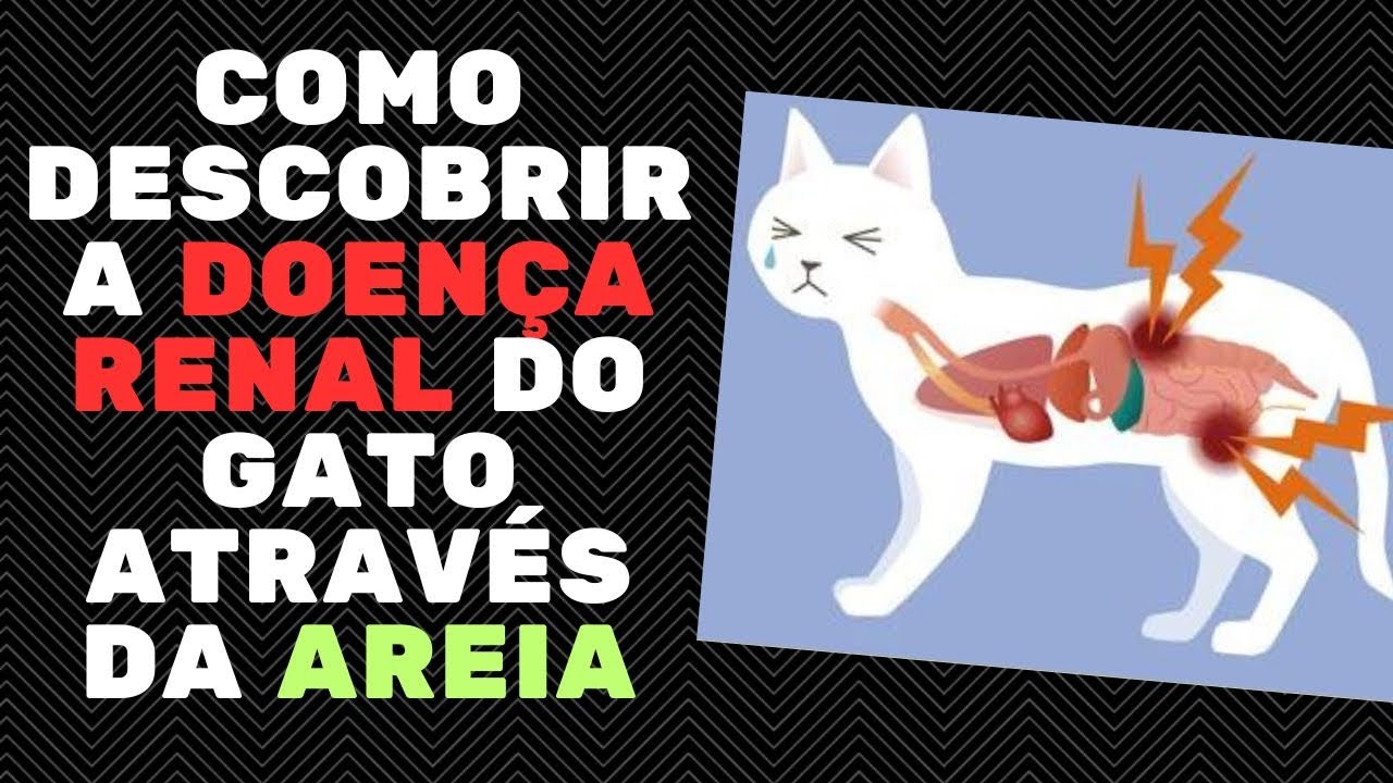 DOENÇA RENAL EM GATOS
