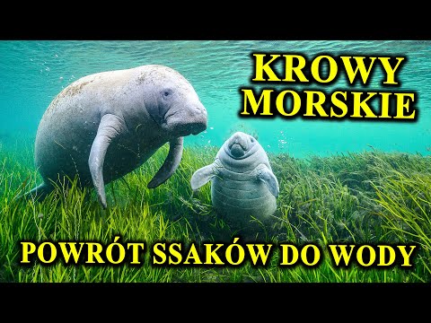 MANAT - Krowa, Która Żyje Pod Wodą - Kuzyn Niedawno Wymarłego Giganta