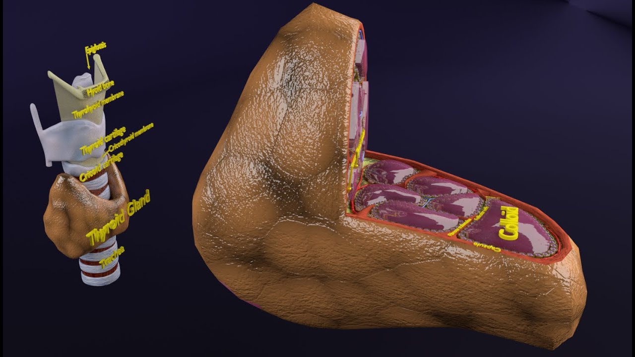 Thyroid anatomy microscopic larynx trachea 3D 3D Model