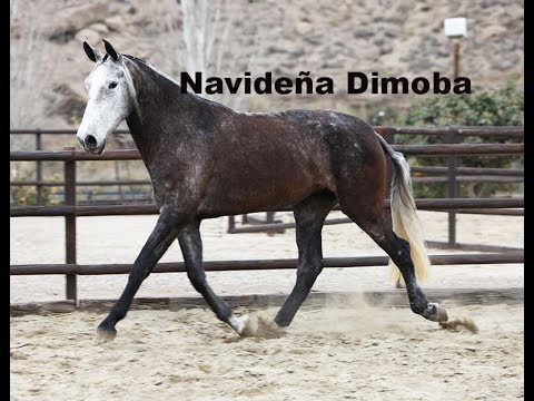 Andalusian´s mare video