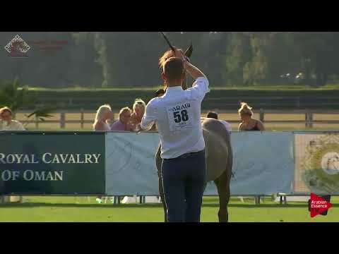 N.58 MARNIX KA - Chantilly 2018 AHO Breeders' Championship - Yearling Colts (Class 6A)