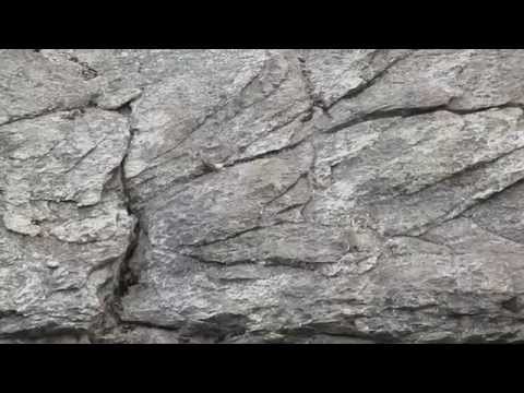 Himalayan Snowcock in the Ruby Mountains, Nevada.