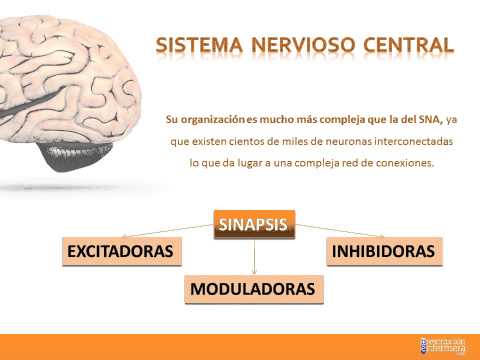 Topic 16. Introduction to the Pharmacology of the Central Nervous System