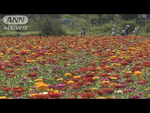 庭の植物を太陽から守るマルチと鍬 