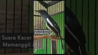 Download lagu Pancingan Kacer Betina Memanggil Jantan Memancing Kacer Bahan Agar Emosi Birahi Nyaut Bunyi Gacor mp3 Download lagu Pancingan Kacer Betina Memanggil Jantan Memancing Kacer Bahan Agar Emosi Birahi Nyaut Bunyi Gacor mp3