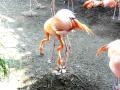 Flamingo Egg