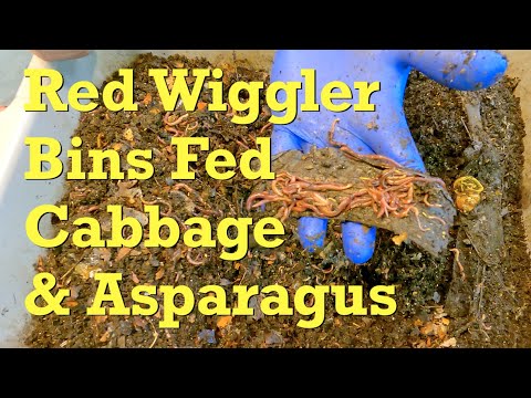 Red wiggler 'buddy' worm bins checked & fed at 238 & 220 days - vermicompost