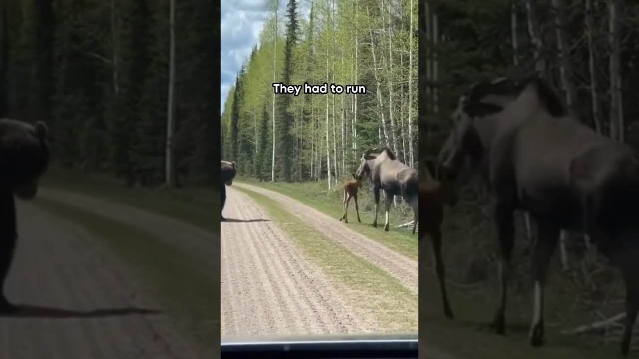 They Escaped… But It Wasn’t Over #wildlife
