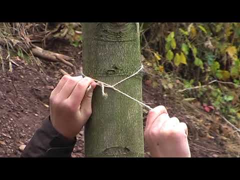 Digináves Broumov – Sázení stromů v Alejce 2009