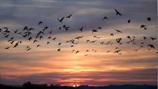 Weisse Fahnen - Silbermond