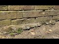 Ants All Over the Brick Wall in Oakhurst, NJ