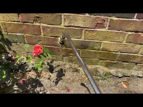 Ants All Over the Brick Wall in Oakhurst, NJ