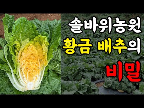 솔바위농원 황금 배추의 비밀