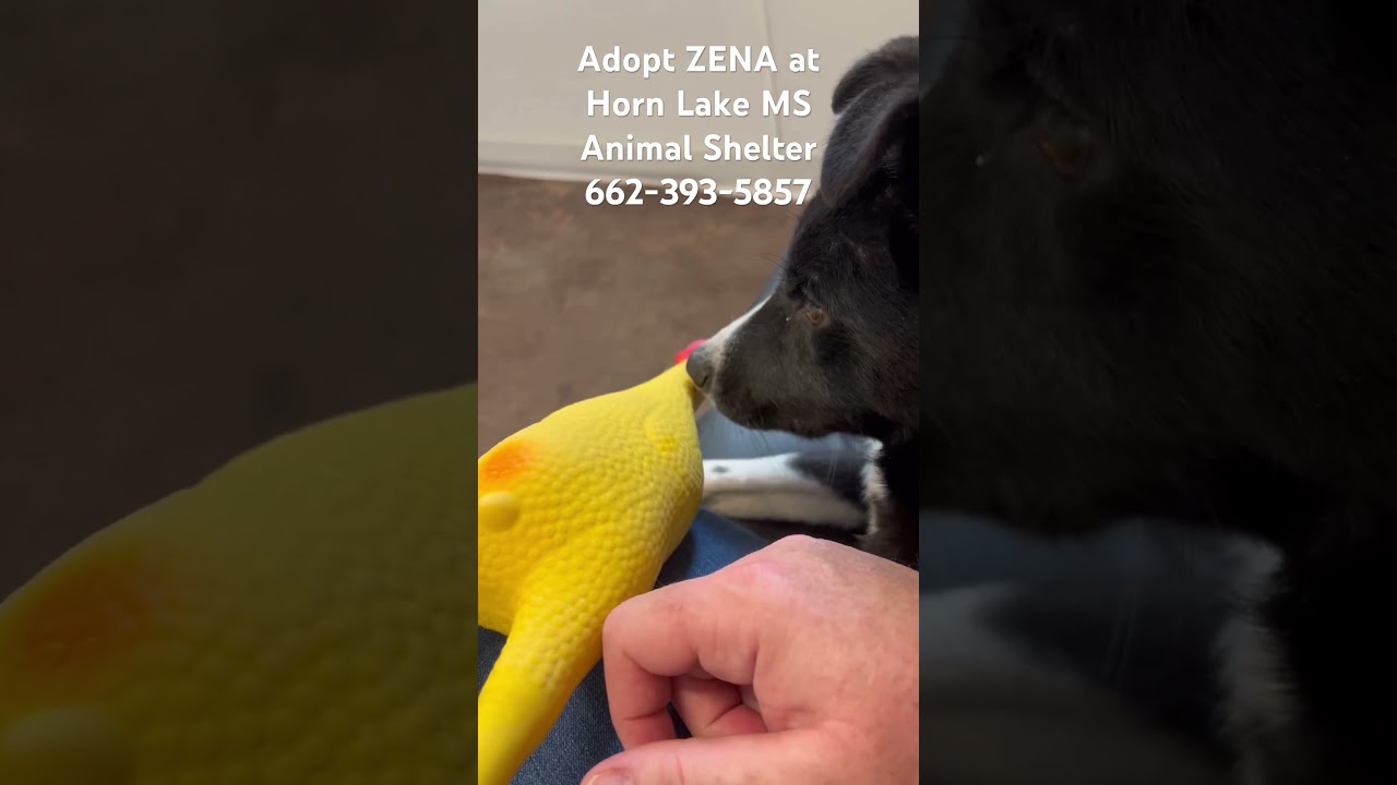Enlarge Zena, a ADOPTABLE mixed breed in Horn Lake, MS video 6/6