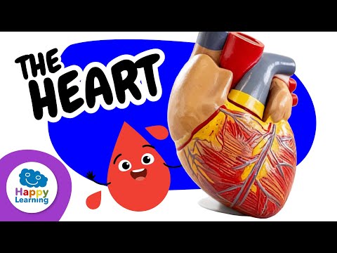🫀 THE HEART: Discover how it works! | Educational Videos for Children | @HappyLearningENG