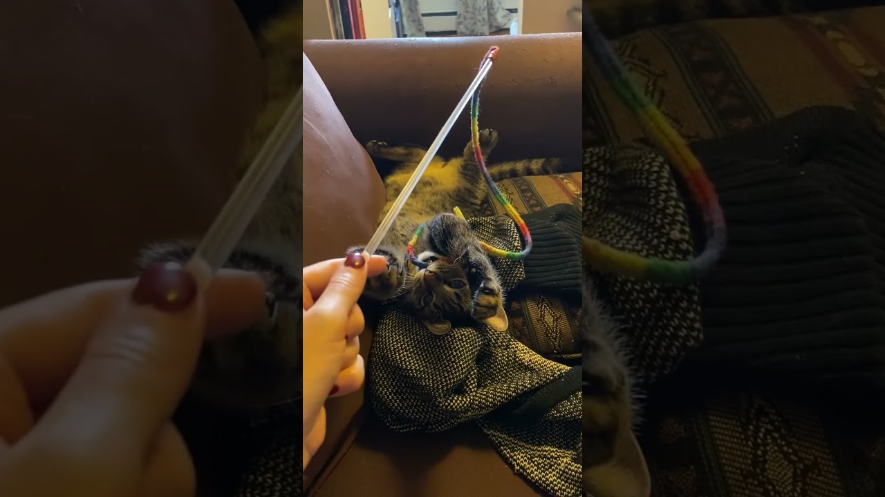 Enlarge Zephyr, a ADOPTABLE American Shorthair in Brooklyn, NY video 6/6