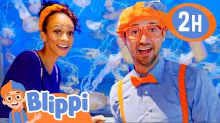 Download lagu Blippi and Meekah Visit the Aquarium of The Pacific! | 2 HOURS OF BLIPPI TOYS! mp3