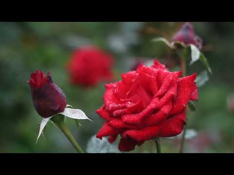 flowers vedio | natural  flower | flower music | relaxing music |  mood fresh | music |viral video