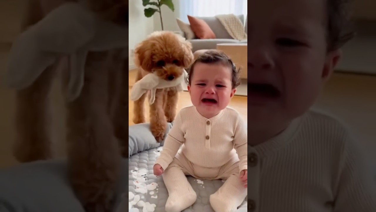 【涙腺崩壊】号泣する赤ちゃんに、トイプードルが取った行動が泣ける😭🐶 When the Baby Cried… The Toy Poodle Did This 🧸❤️