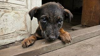 Tiny Puppy Can't Get Out of His Shelter