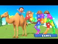 Learn The Alphabet Song With Camel Friends Fun Cartoon Animals For Kids