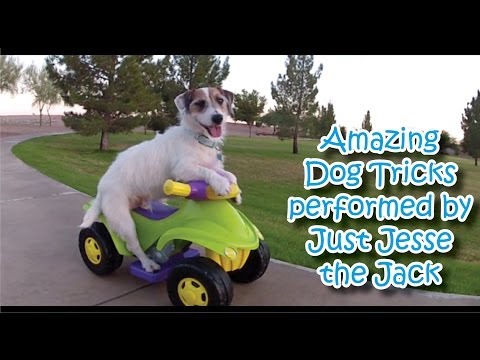 Você já viu um cachorro tão inteligente? É impressionante!