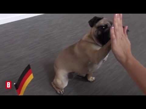 BUNTE TV - WM 2014: Das Mops-Orakel!