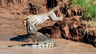 Chocante: Crocodilo  ataca Guepardo na África Selvagem