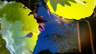 Cope's gray tree frog tadpoles