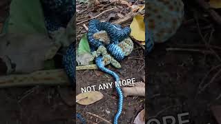 Rare Encounter in the Rainforests of Con Dao Island, Vietnam