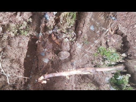 Depozyt amunicji z 1944 znaleziony na granicy Holandii z Niemcami. Odc.54