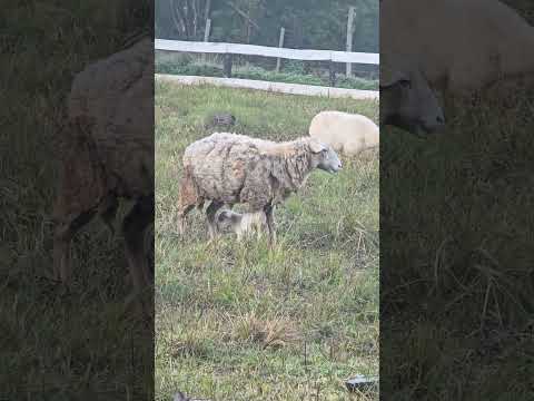 Mamá hay una sola. Dos Arroyos, Misiones. 15AGO2025. #musica #humor