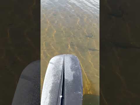 Raya debajo del agua 😳 Candelaria Misiones #Raya #RioParana #Misiones #Pesca #Naturaleza