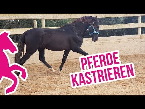 Pferde Kastrieren - Wie alles abgelaufen ist und warum nicht alles optimal war