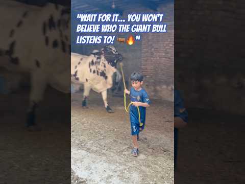 Little Boy Walking a Giant Bull 🐂❤️ | Amazing Desi Bull | Cute & Powerful #shorts