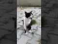 Meow Cat Adorable And Cute Tuxedo Cat Cats Meow Theplanetofcats